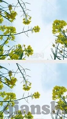 91麻豆视频在线看-91麻豆视频，绽放在线时代的视听盛宴