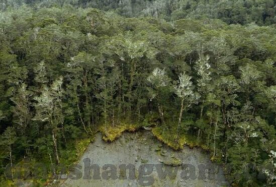 大象大象传媒www-探索大象与大象传媒的奇妙融合，构建数字时代文化桥梁